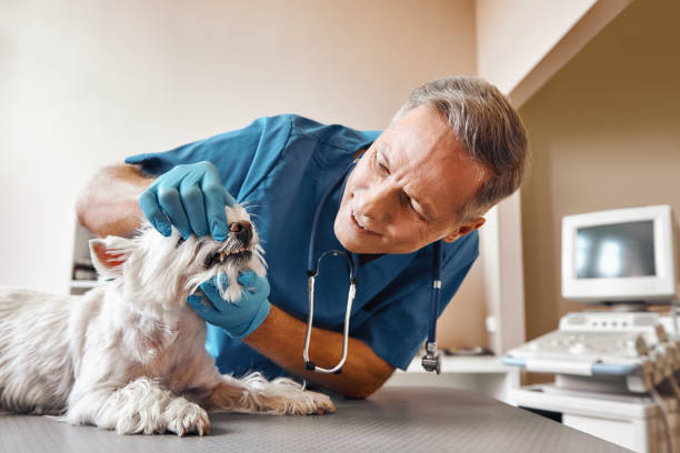 Best After-Hours Emergency Dentist in Cole Camp, MO